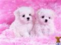 maltipoo puppy posted by NEW PUPPIES